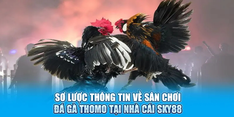 Đá Gà Thomo - Thưởng Thức Các Trận Đấu Hấp Dẫn, Thú Vị
