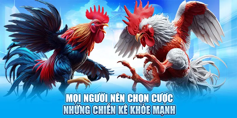 Mọi người nên chọn cược những chiến kê khỏe mạnh