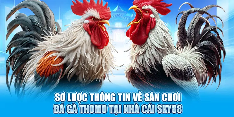 Sơ lược thông tin về sân chơi đá gà Thomo tại nhà cái Sky88